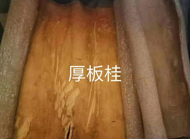 厚板桂